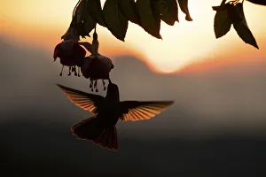 Hummingbird (Trochilidae) feeding on flower, silhouetted at sunset, Talamanca mountains Hummingbird (Trochilidae) feeding on flower, silhouetted at sunset, Talamanca mountains
