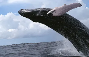 Humpback whale breaching {Megaptera novaengliae} Dominican Republic, Caribbean Humpback whale breaching {Megaptera novaengliae} Dominican Republic, Caribbean