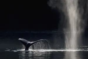 Humpback Whale (Megaptera novaeangliae) blowing or spouting and fluking, Southeast Alaska Humpback Whale (Megaptera novaeangliae) blowing or spouting and fluking, Southeast Alaska