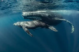 Humpback whale (Megaptera novaeangliae) mother with young calf in tropical sheltered Humpback whale (Megaptera novaeangliae) mother with young calf in tropical sheltered