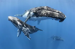 Humpback whale (Megaptera novaeangliae) male calf relaxing with his mother and an Humpback whale (Megaptera novaeangliae) male calf relaxing with his mother and an