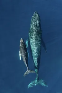 2020 november highlights/humpback whale megaptera novaeangliae 2020 november highlights/humpback whale megaptera novaeangliae