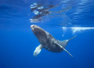 Humpback whale (Megaptera novaeangliae) calf near the surface, Hawaii Humpback whale (Megaptera novaeangliae) calf near the surface, Hawaii