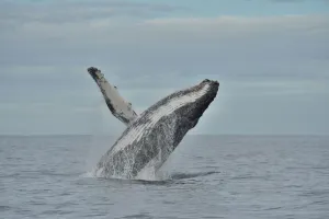 Humpback whale (Megaptera novaeangliae) breaching, Kwazulu-Natal, South Africa Humpback whale (Megaptera novaeangliae) breaching, Kwazulu-Natal, South Africa