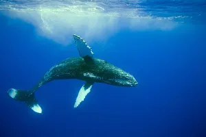 Humpback whale (Megaptera novaeangliae) Hawaii Humpback whale (Megaptera novaeangliae) Hawaii