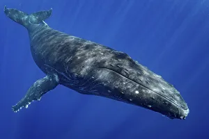 Humpback whale (Megaptera novaeangliae) portrait, Moorea, French Polynesia Humpback whale (Megaptera novaeangliae) portrait, Moorea, French Polynesia