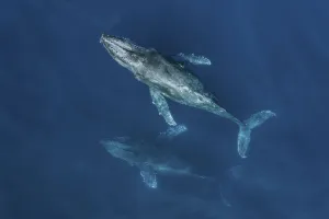 Humpback whales (Megaptera novaeangliae) aerial. Baja California, Mexico Humpback whales (Megaptera novaeangliae) aerial. Baja California, Mexico