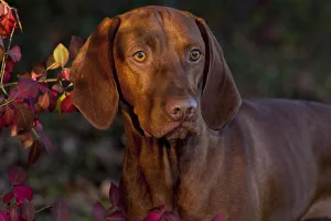 Hungarian Vizsla portrait amongst autumn foliage, Connecticut, USA Hungarian Vizsla portrait amongst autumn foliage, Connecticut, USA