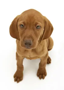 Hungarian Vizsla pup sitting looking up, against white background Hungarian Vizsla pup sitting looking up, against white background
