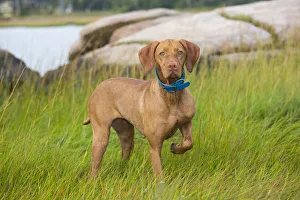 Hungarian vizsla standing in long grass one leg raised, Connecticut, USA. October Hungarian vizsla standing in long grass one leg raised, Connecticut, USA. October