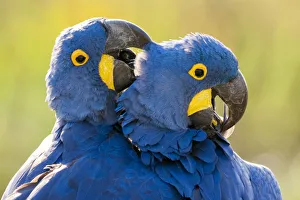 Hyacinth macaws (Anodorhynchus hyacinthinus) mutual preening, Estrada Parque, Pantanal Hyacinth macaws (Anodorhynchus hyacinthinus) mutual preening, Estrada Parque, Pantanal