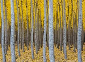 Hybrid Poplar tree plantation in autumn (Populs sp.). Boardman Tree Farm, near Irrigon Hybrid Poplar tree plantation in autumn (Populs sp.). Boardman Tree Farm, near Irrigon