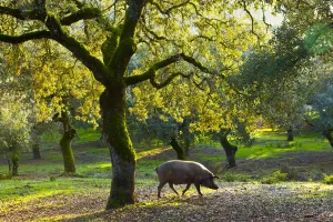 Iberian black pig foraging in oak woodland, Sierra de Aracena Natural Park, Huelva Iberian black pig foraging in oak woodland, Sierra de Aracena Natural Park, Huelva