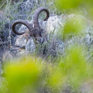 Iberian ibex (Capra pyrenaica) amongst scrub, Cliffs of Maro-Cerro Gordo Natural Area Iberian ibex (Capra pyrenaica) amongst scrub, Cliffs of Maro-Cerro Gordo Natural Area