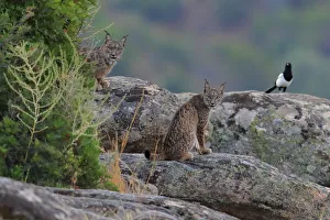 Iberian lynx (Lynx pardinus) with Magpie (Pica pica) behind, Sierra de Andujar Natural Park Iberian lynx (Lynx pardinus) with Magpie (Pica pica) behind, Sierra de Andujar Natural Park