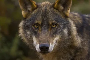 Iberian wolf (Canis lupus signatus) captive, Spain Iberian wolf (Canis lupus signatus) captive, Spain