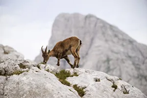 Ibex (Capra ibex) feeding, Triglav National Park, Julian Alps, Slovenia, July 2009 Ibex (Capra ibex) feeding, Triglav National Park, Julian Alps, Slovenia, July 2009