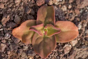 Ice plant (Mesembryanthemum crystallinum) flower, North Lanzarote, Canary Islands Ice plant (Mesembryanthemum crystallinum) flower, North Lanzarote, Canary Islands