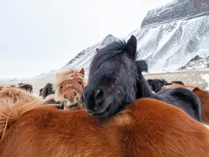 Iceland horses in winter, western Iceland. March Iceland horses in winter, western Iceland. March