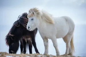 Icelandic horses near Helgafell, Snaefellsness Peninsula, Iceland, March 2015 Icelandic horses near Helgafell, Snaefellsness Peninsula, Iceland, March 2015