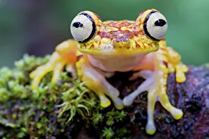 2018 july highlights/imbabura tree frog hypsiboas picturatus 2018 july highlights/imbabura tree frog hypsiboas picturatus