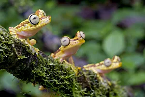 Imbabura Tree Frogs (Boana picturatus) perched on a branch. Bilsa, Esmeraldas, Ecuador Imbabura Tree Frogs (Boana picturatus) perched on a branch. Bilsa, Esmeraldas, Ecuador