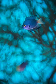 Imitator damselfish (Pomacentrus imitator) male, abstract in in front of a Black coral tree Imitator damselfish (Pomacentrus imitator) male, abstract in in front of a Black coral tree