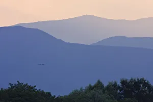 Imperial Eagle flying to the mountains east of Kosice, Slanske vrchy, Eastern Slovakia Imperial Eagle flying to the mountains east of Kosice, Slanske vrchy, Eastern Slovakia