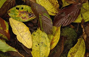 Imperial moth (Eacles sp) camouflaged in leaf litter, Mindo Cloud forest. Ecuador Imperial moth (Eacles sp) camouflaged in leaf litter, Mindo Cloud forest. Ecuador