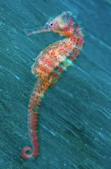 In-camera motion blur image of a female Yellow Seahorse (Hippocampus kuda). Lembeh Strait In-camera motion blur image of a female Yellow Seahorse (Hippocampus kuda). Lembeh Strait