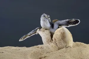 After an incubation period of 45 to 55 days a first hatchling Green turtle (Chelonia After an incubation period of 45 to 55 days a first hatchling Green turtle (Chelonia