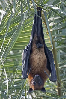Indian Flying Fox (Pteropus giganticus) male roosting in tree, Keoladeo NP, Bharatpur Indian Flying Fox (Pteropus giganticus) male roosting in tree, Keoladeo NP, Bharatpur