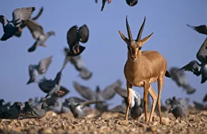 Indian gazelle (Chinkara) (Gazella bennetti) with flock of Common pigeons, Lohawat Indian gazelle (Chinkara) (Gazella bennetti) with flock of Common pigeons, Lohawat