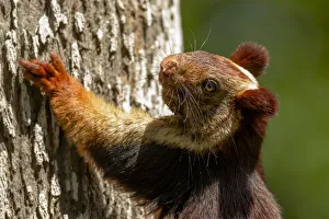 Indian giant squirrel (Ratufa indica) Kaziranga National Park, Assam, India Indian giant squirrel (Ratufa indica) Kaziranga National Park, Assam, India