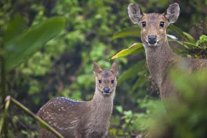 Indian hog deer (Hyelaphus porcinus) mother and fawn, Manas National Park UNESCO Indian hog deer (Hyelaphus porcinus) mother and fawn, Manas National Park UNESCO