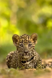 Indian leopard (Panthera pardus fusca) cub, portrait. Nagarhole National Park, India Indian leopard (Panthera pardus fusca) cub, portrait. Nagarhole National Park, India