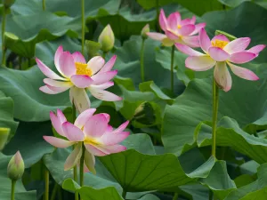 Indian lotus (Nelumbo nucifera) flowers, Melbourne Botanic garden, Victoria, Australia Indian lotus (Nelumbo nucifera) flowers, Melbourne Botanic garden, Victoria, Australia