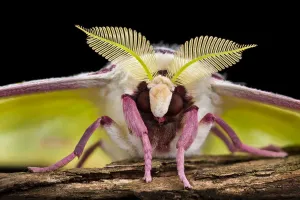 Indian moon / Indian luna moth (Actias selene) head-on view showing feather-like antennae Indian moon / Indian luna moth (Actias selene) head-on view showing feather-like antennae
