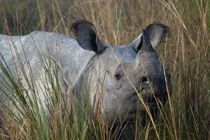 Indian Rhinoceros (Rhinoceros unicornis) in long grass. Kaziranga National Park, India Indian Rhinoceros (Rhinoceros unicornis) in long grass. Kaziranga National Park, India