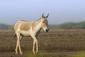 Indian wild ass (Equus hemionus khur), lone stallion standing, Little Rann of Kutch Indian wild ass (Equus hemionus khur), lone stallion standing, Little Rann of Kutch