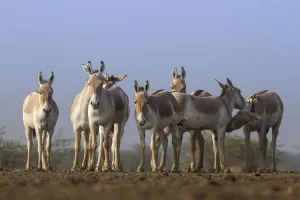 Indian wild ass (Equus hemionus khur), group standing together, Little Rann of Kutch Indian wild ass (Equus hemionus khur), group standing together, Little Rann of Kutch