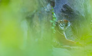 Indochinese tiger (Panthera tigris corbetti) looking up, behind screen of leaves Indochinese tiger (Panthera tigris corbetti) looking up, behind screen of leaves
