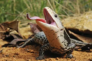 Indonesian blue-tongued skink (Tiliqua gigas) with tongue extended, captive, from Papua New Guinea Indonesian blue-tongued skink (Tiliqua gigas) with tongue extended, captive, from Papua New Guinea
