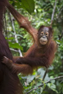 Infant Bornean Orang-Utan (Pongo pygmaeus) clinging to its mother. Camp Leakey, Tanjung Puting NP, Kalimantan, Borneo Infant Bornean Orang-Utan (Pongo pygmaeus) clinging to its mother. Camp Leakey, Tanjung Puting NP, Kalimantan, Borneo