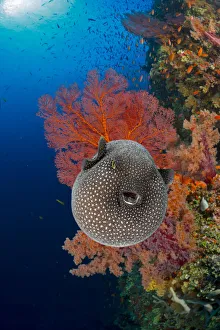 An inflated Guineafowl pufferfish (Arothron meleagris) in front of sea fans (Gorgonia sp) An inflated Guineafowl pufferfish (Arothron meleagris) in front of sea fans (Gorgonia sp)