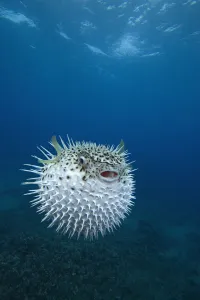 Inflated spotted porcupinefish (Diodon hystrix), Maui, Hawaii Inflated spotted porcupinefish (Diodon hystrix), Maui, Hawaii