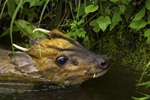 Injured Muntjac (Muntiacus reevesi) swimming in a small creek after unsuccessfully Injured Muntjac (Muntiacus reevesi) swimming in a small creek after unsuccessfully