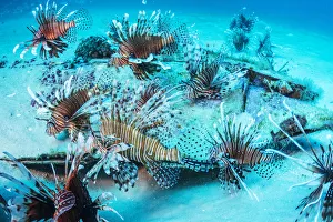 Invasive Lionfish (Pterois volitans) which have taken over and are wiping out native Invasive Lionfish (Pterois volitans) which have taken over and are wiping out native