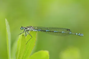 Irish damselfly (Coenagrion lunulatum) on leaf, Montiaghs Moss, County Antrim Irish damselfly (Coenagrion lunulatum) on leaf, Montiaghs Moss, County Antrim