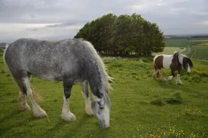 Two Irish Gypsy cob mares (Equus caballus), one dapple grey - grazing and one piebald Two Irish Gypsy cob mares (Equus caballus), one dapple grey - grazing and one piebald